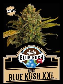 Auto Blue Kush XXL