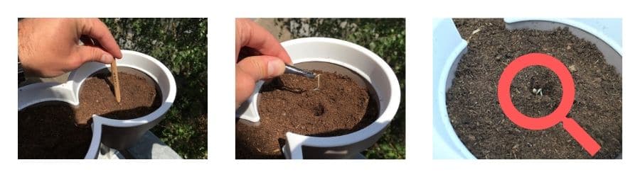 Germinate Cannabis Seeds in Soil