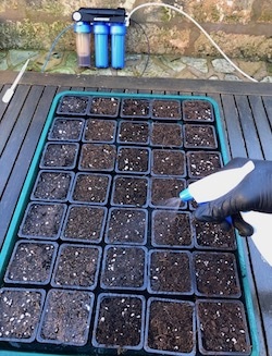 Germinate cannabis seeds