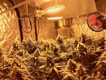 Anleitung Cannabis Anbau indoor