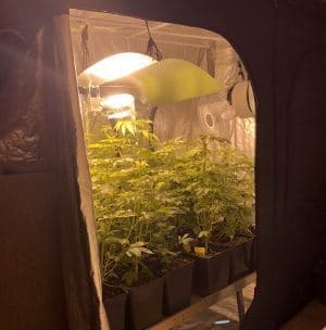 Cannabis Anbau indoor Growtent