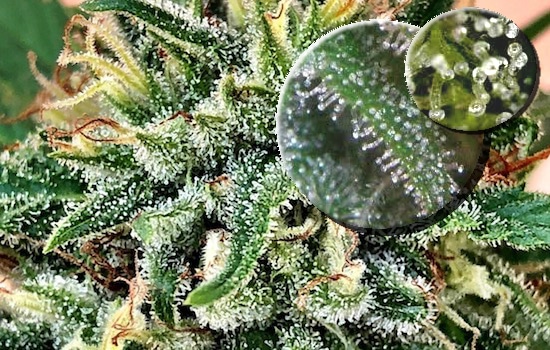 Cannabis Trichome