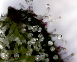 Was sind Trichome