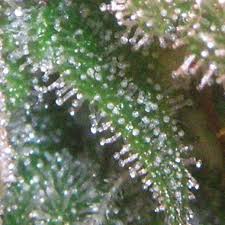 Was sind Trichome