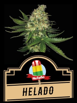 Femenized Seeds - Helado