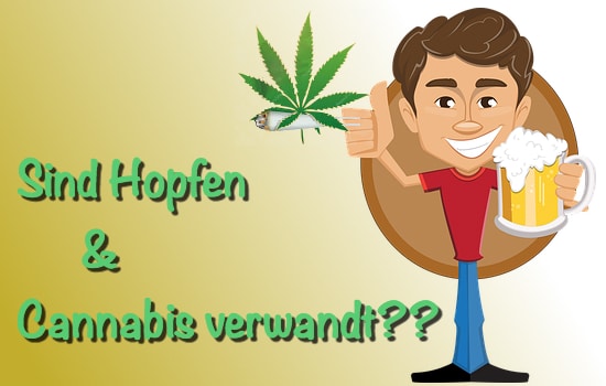 Hopfen Cannabis verwandt