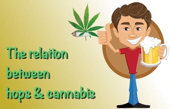 Relation Hops Cannabis