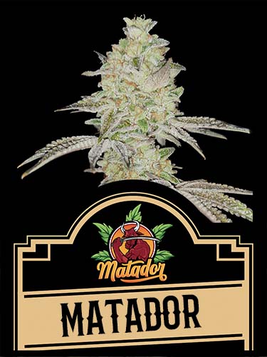 Matador