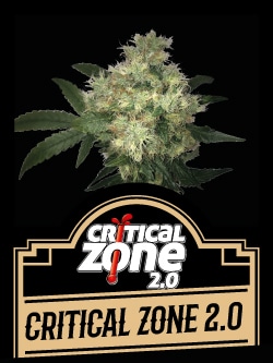 Critical Zone