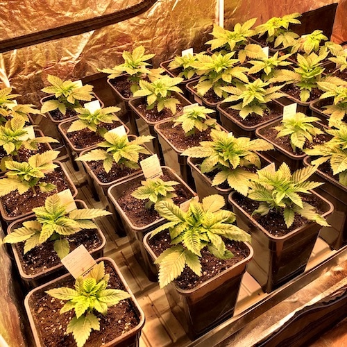 Growing-Cannabis-indoors