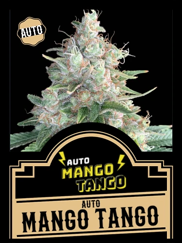 Auto Mango Tango